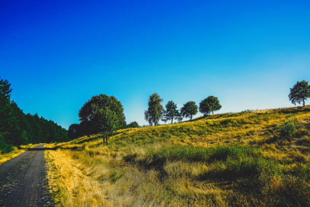Forests and meadows of the Ili Valley