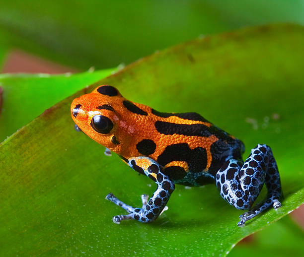 Red points on dart frog with black spots red poison dart frog sitting on green leaf in amazon rain forest of Peru exotic poisonous animal with warning colors rainforest Dendrobates, ranitomeya imitator poison arrow frog photos stock pictures, royalty-free photos & images
