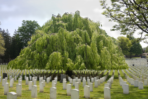 military cemetery with willow tree