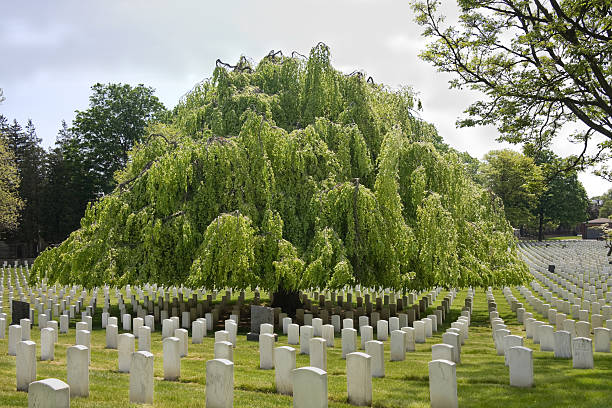 military cemetery with willow tree stock photo