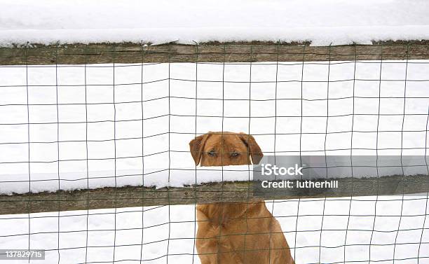 Labrador Retriever Za Ogrodzenie - zdjęcia stockowe i więcej obrazów Bez ludzi - Bez ludzi, Fotografika, Horyzontalny