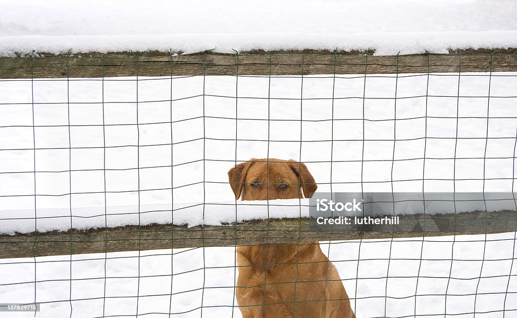 labrador retriever atrás de vedação - Royalty-free Animal de Estimação Foto de stock