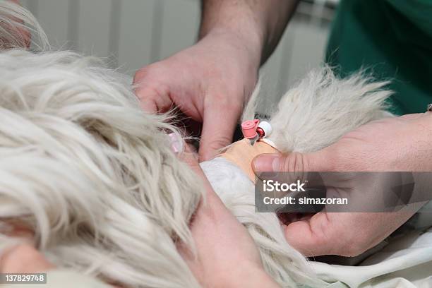 Photo libre de droit de Vétérinaire banque d'images et plus d'images libres de droit de Anesthésique - Anesthésique, Animaux de compagnie, Blessure physique