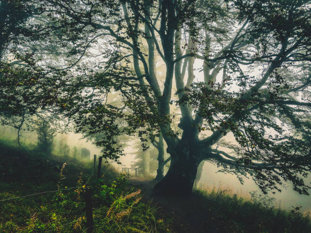 istock Trees in the Black Forest in Germany with fog. 1378298080