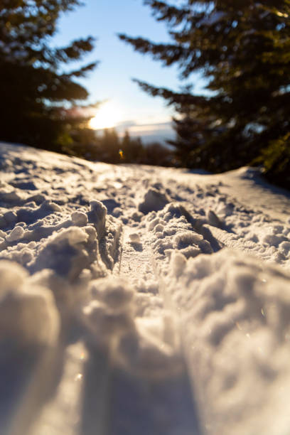 Close up image of trails in snow during sunrise