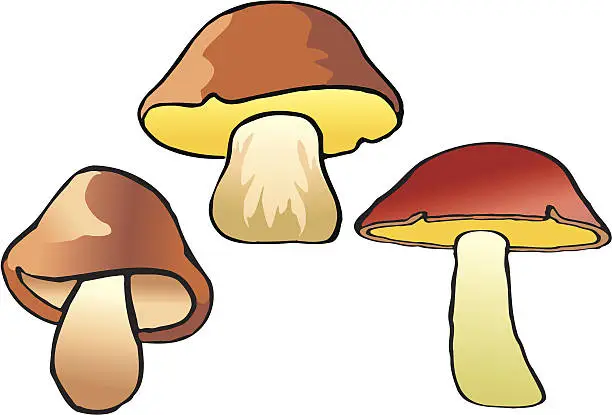 Vector illustration of mushrooms