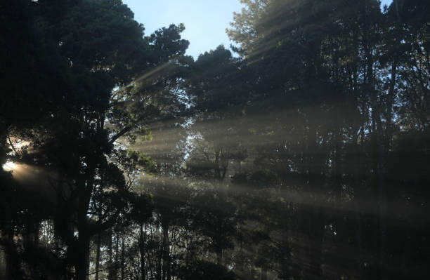 istock Forest trees in sunlight and fog 1378345016