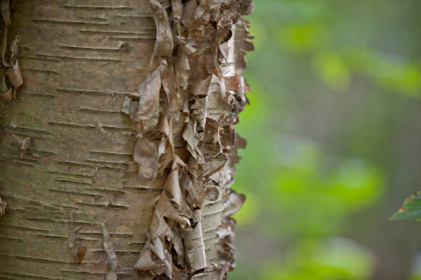 A close up of the bark on a birch tree.