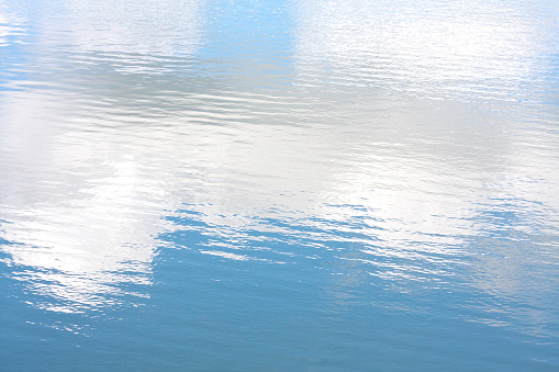 Reeds on the shore of the lake at sunset. Plants are reflected in the calm water surface. Abstract nature background.