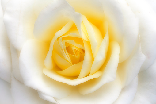 Dreamy image of a hybrid tea rose