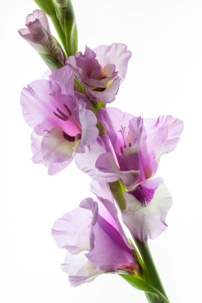 gladiolo  - flower purple gladiolus isolated foto e immagini stock