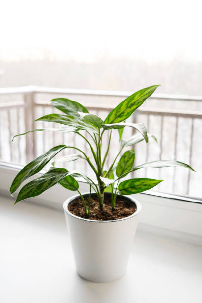 istock Aglaonema plant in a white pot stands on the windowsill.. 1378353418