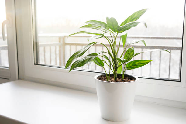 istock Aglaonema plant in a white pot stands on the windowsill.. 1378353421