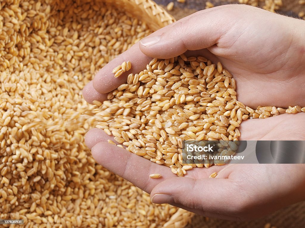 Grain Grain in woman's hands Bread Stock Photo