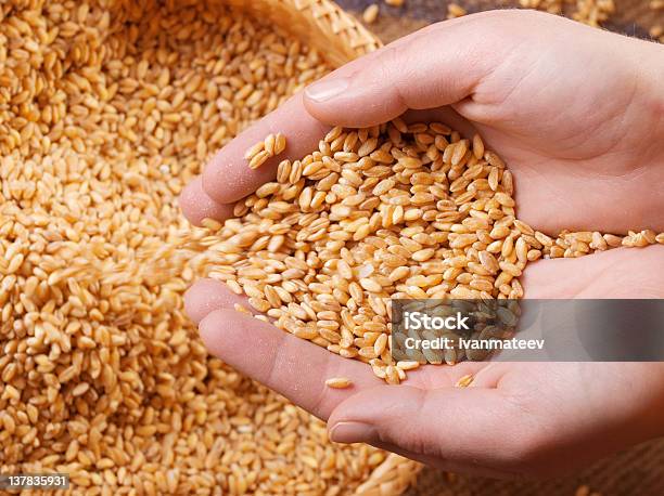 Grain Stock Photo - Download Image Now - Bread, Cereal Plant, Close-up