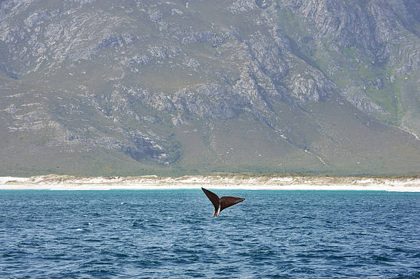 Tail Fin The tail fin of a young Right Whale peeps above the waves off the coast of South Africa hermanus stock pictures, royalty-free photos & images