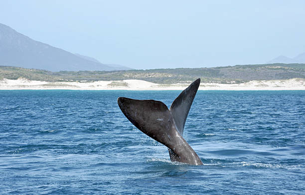 Right Whale The tail fin of a Southern Right Whale peeps above the Ocean off the coast of South Africa in Walker Bay hermanus stock pictures, royalty-free photos & images