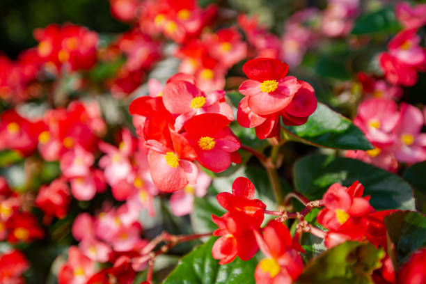 rote begonie auf dem feld - begonia stock-fotos und bilder