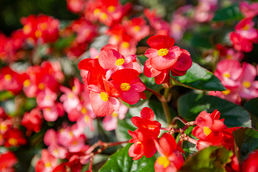 Red begonia is blooming in the field