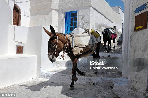 Alfabeto Greco Asini - Fotografie stock e altre immagini di Bisaccia - Bisaccia, Mulo, Animale