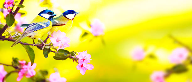 istock Great tit sitting on a tree branch in spring weather 1378377163