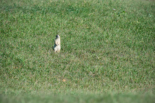 This prairie dog, called the 13 stripes ground squirrel, is by the hole to it's burrow