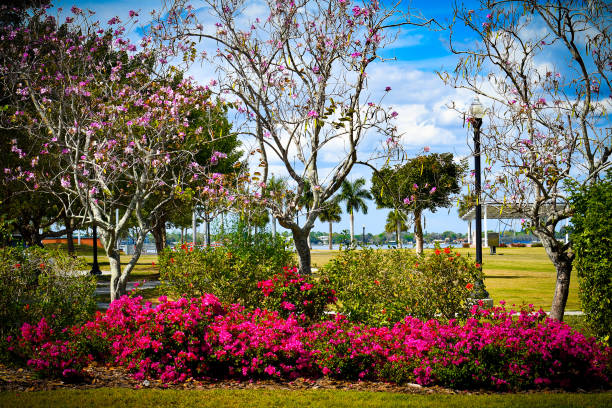 Orchid tree and Bougainvillea plants in Laishley Park-Punta Gorda FL.