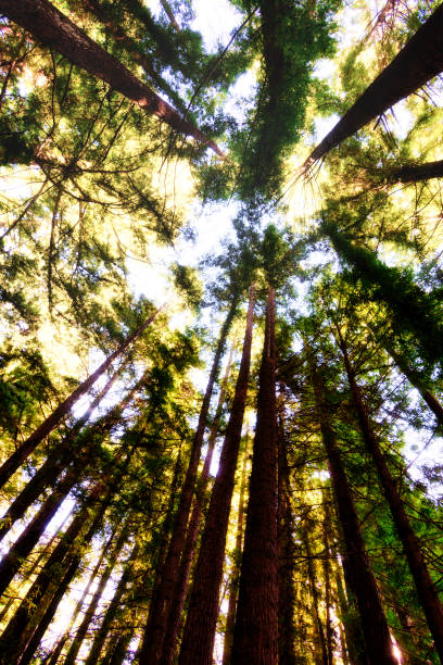 istock giant sequoia trees in redwoods california 1378381577