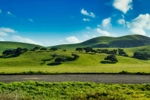 rolling hills wine country central california - landscape hill green grass imagens e fotografias de stock