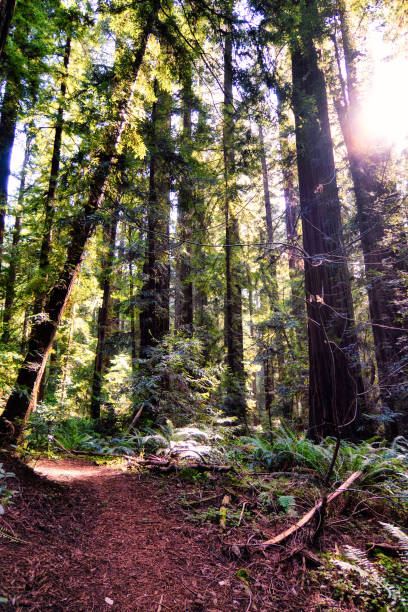 istock giant sequoia trees in redwoods 1378381582