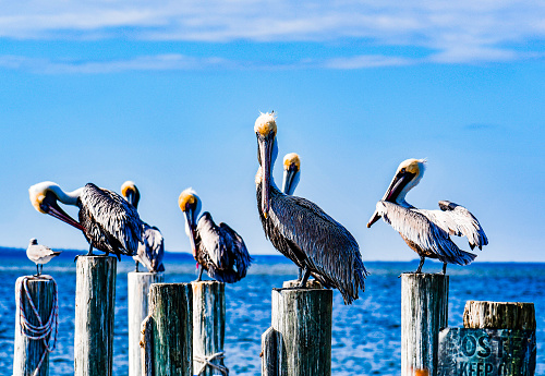 Brown Pelicans perched on pier