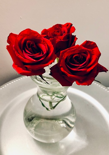 Three red roses in a glass vase on a silver tray dress up a Hoboken, New Jersey apartment.