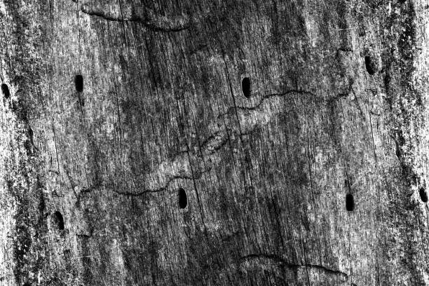 Rustic grunge textured wooden background of old dried tree stump