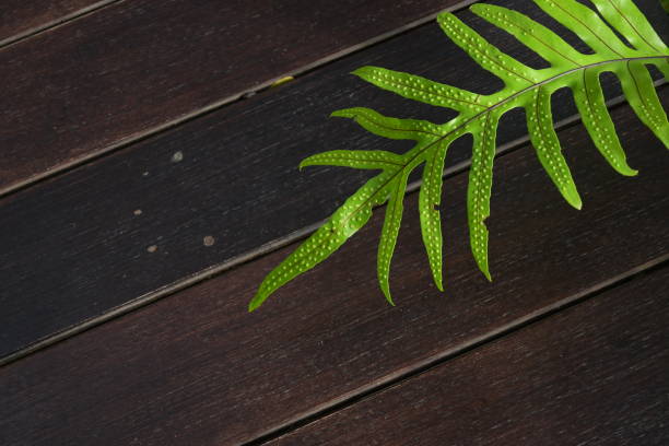 wooden floor texture background, interior design