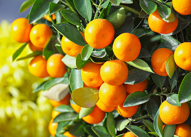 istock kumquat for chinese new year 137840139