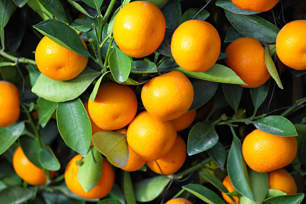 istock kumquat for chinese new year 137840148
