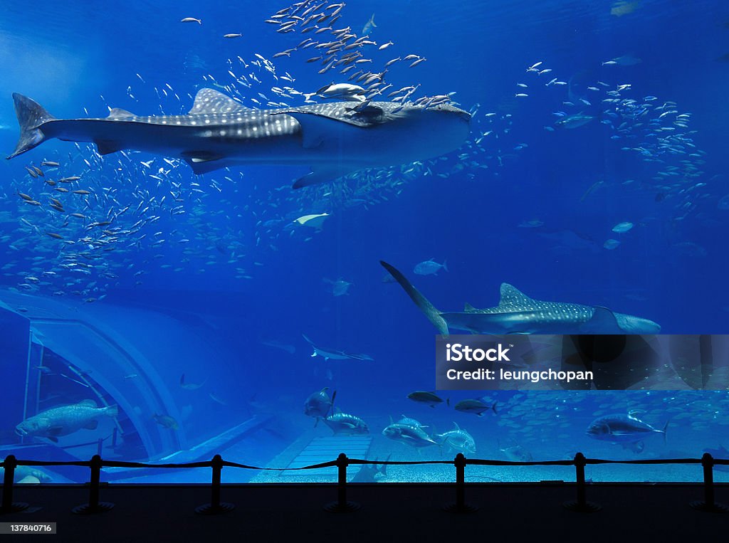 aquarium-tank - Lizenzfrei Präfektur Okinawa Stock-Foto