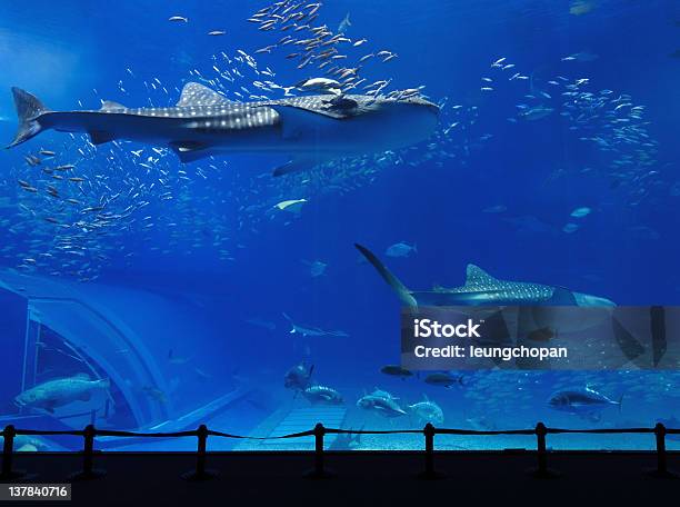 Aquariumtank Stockfoto und mehr Bilder von Präfektur Okinawa - Präfektur Okinawa, Aquarium - Haustierbedarf, Hai