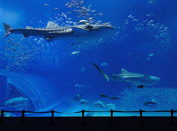 acquario aquarium tank - okinawa prefecture foto e immagini stock