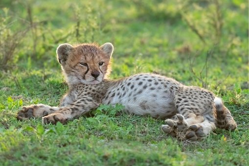 Cheetah (Acinonyx jubatus) cub relaxing. Tarangire National Park, Tanzania, Africa
