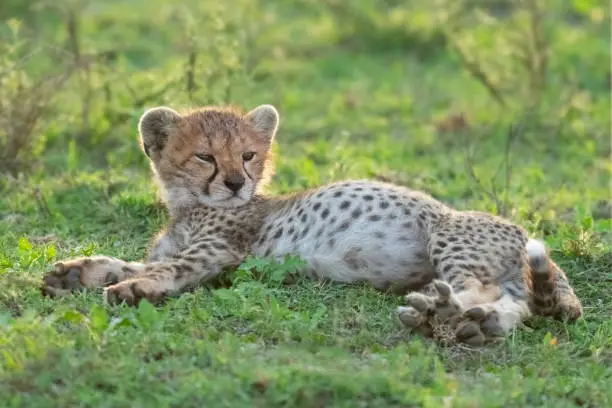 Photo of Cheetah cub Relaxing on the Savannah