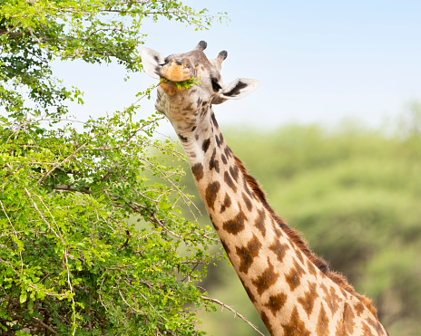 Masai giraffe (Giraffa camelopardalis tippelskirchi), Giraffe close-up grazing on an Acacia tree. Tarangire National Park, Tanzania, Africa