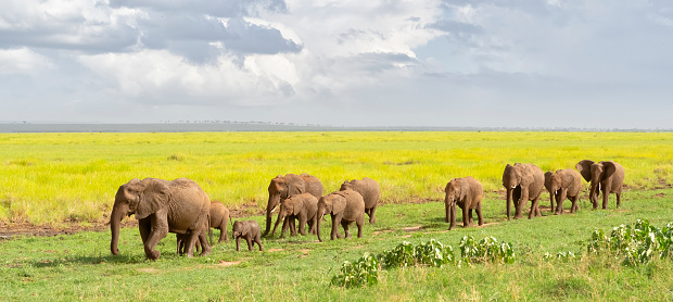 African Elephant Herd (Loxodonta) emerging from a marsh in Tarangire National Park, Tanzania, Africa