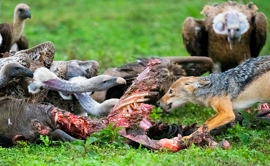 Black-backed Jackal (Canis mesomelas) and Rüppell's Vulture (Gyps rueppelli) at a Wildebeest carcass. Ndutu region of Ngorongoro Conservation Area.