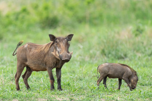 Warthog (Phacochoerus africanus) mother with piglet. Tarangire National Park, Tanzania, Africa