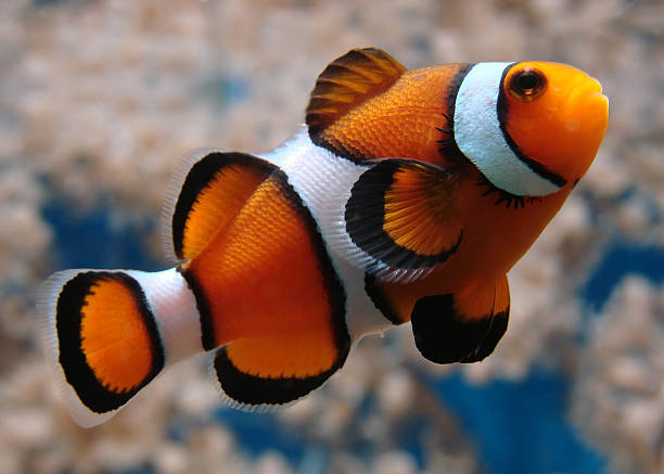 A solitude clownfish swimming in the ocean A clownfish (Amphiprion Ocellaris). amphiprion percula stock pictures, royalty-free photos & images