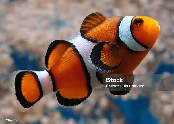 A Solitude Clownfish Swimming In The Ocean Stock Photo - Download Image Now - Clown Fish, Close-up, Anemonefish