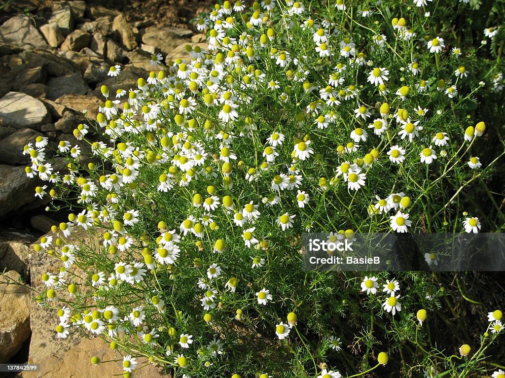 Camomile Flor - Royalty-free Ajardinado Foto de stock