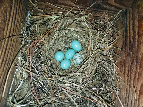 Cowbird egg in a clutch of Eastern Bluebird eggs in a nesting box.