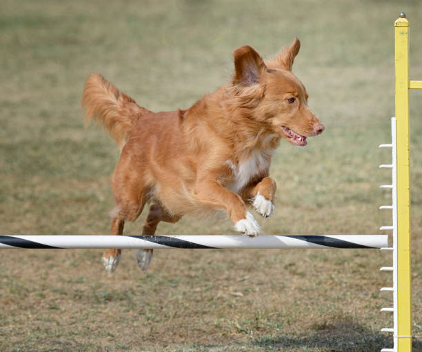 istock Nova Scotia Duck Tolling Retriever Jumping 1378431641